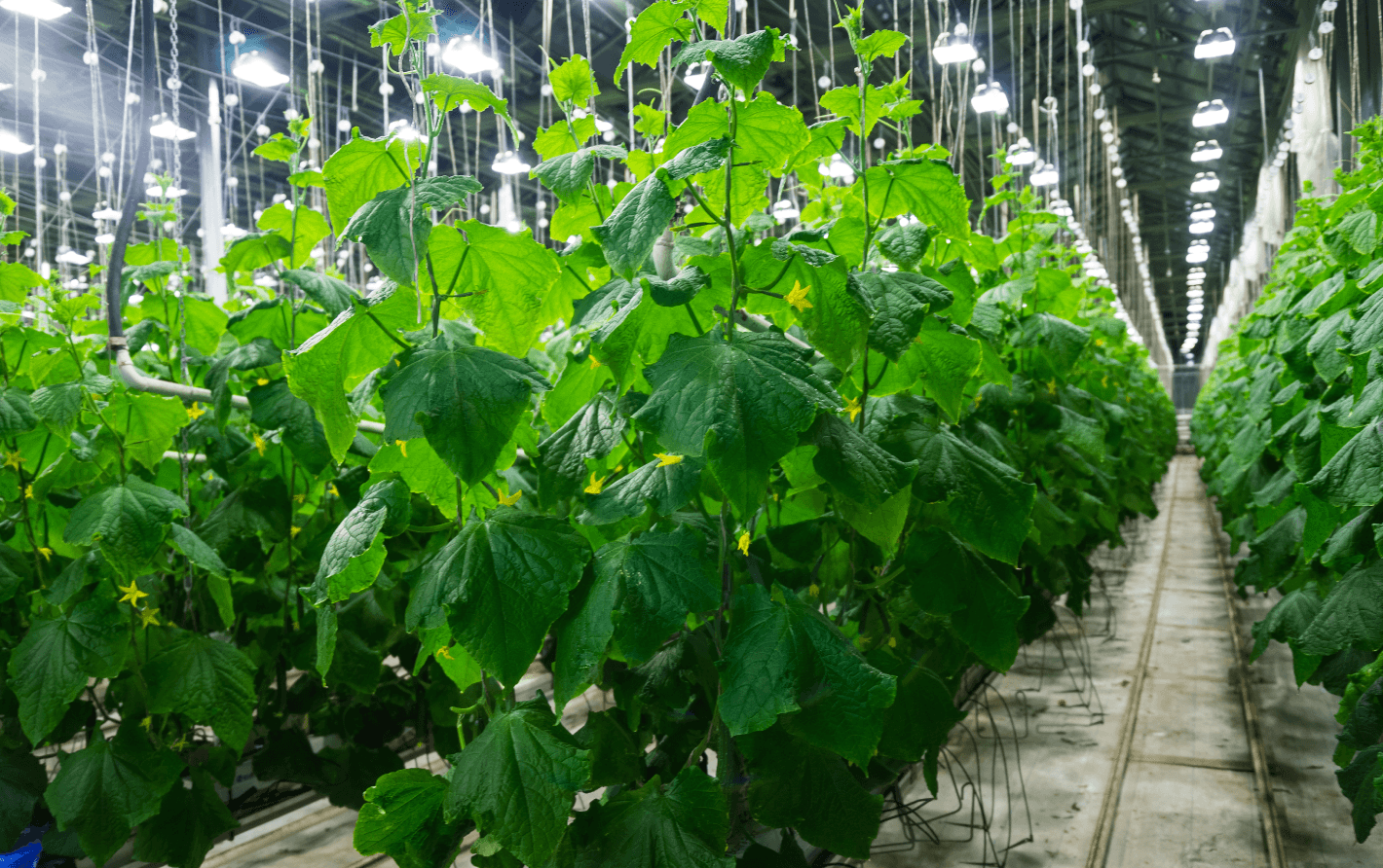 растениеводство - проектирование освещения от компании Световые Технологии