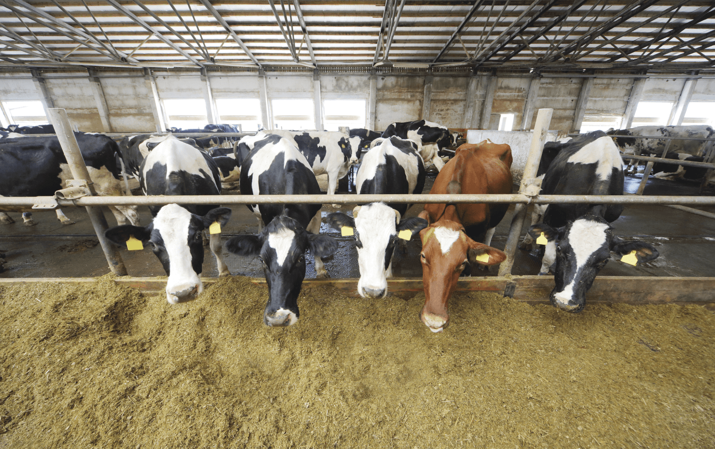 животноводство - проектирование освещения от компании Световые Технологии